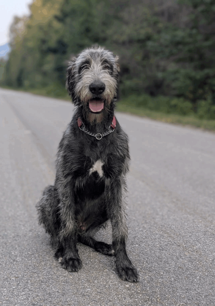 Finnagen the Irish Wolfhound